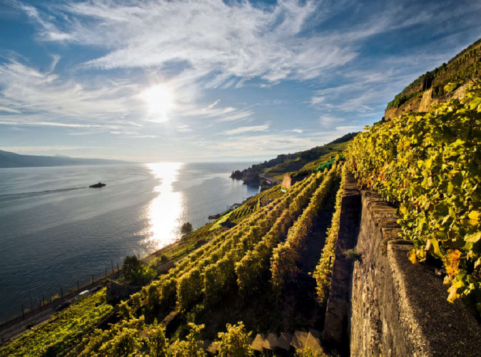 013_ST_3x2_St-Saphorin-Vineyard_16470 Schoene Aussichten Touristik